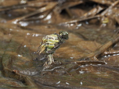 キイロサナエ 羽化開始直後