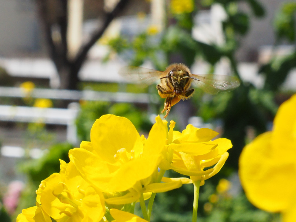 セイヨウミツバチ