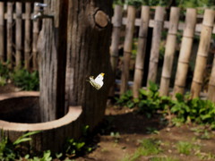 ツマキチョウ　飛翔