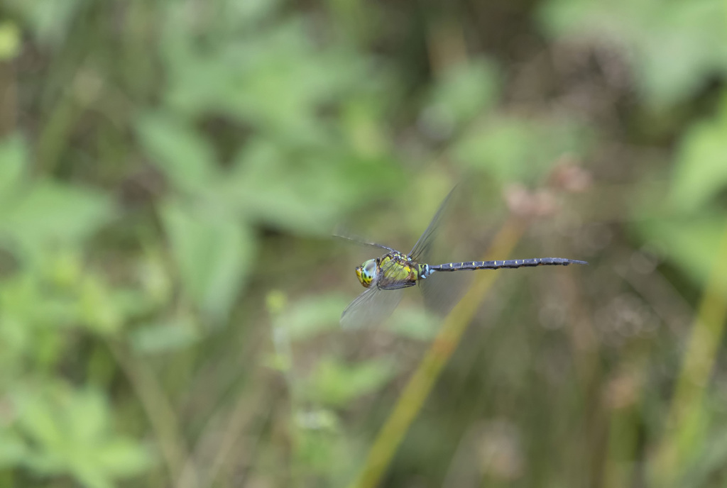 カトリヤンマ ホバリング-1