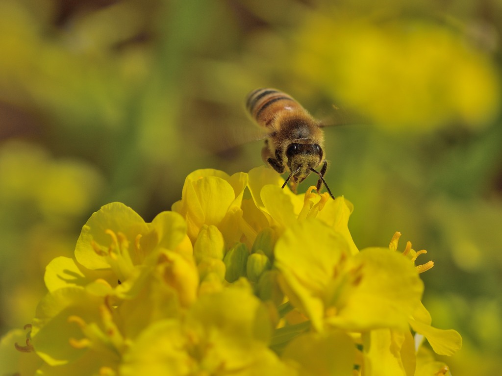 菜の花にセイヨウミツバチ　鉄板の組み合わせ