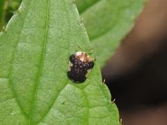 コガタカメノコハムシ