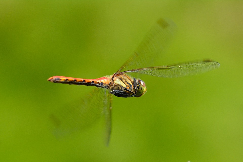 アキアカネ（メス）