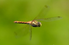 アキアカネ（メス）