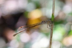 ホソミオツネントンボ　越冬へ