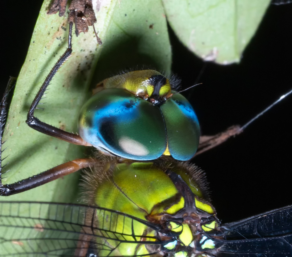 カトリヤンマ（♂）複眼部分のアップ