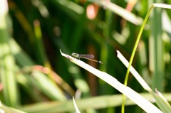 アオモンイトトンボ