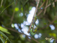 カトリヤンマ交尾態-2