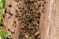 セイヨウミツバチ 女王蜂を追って雄蜂たちの飛び立ち