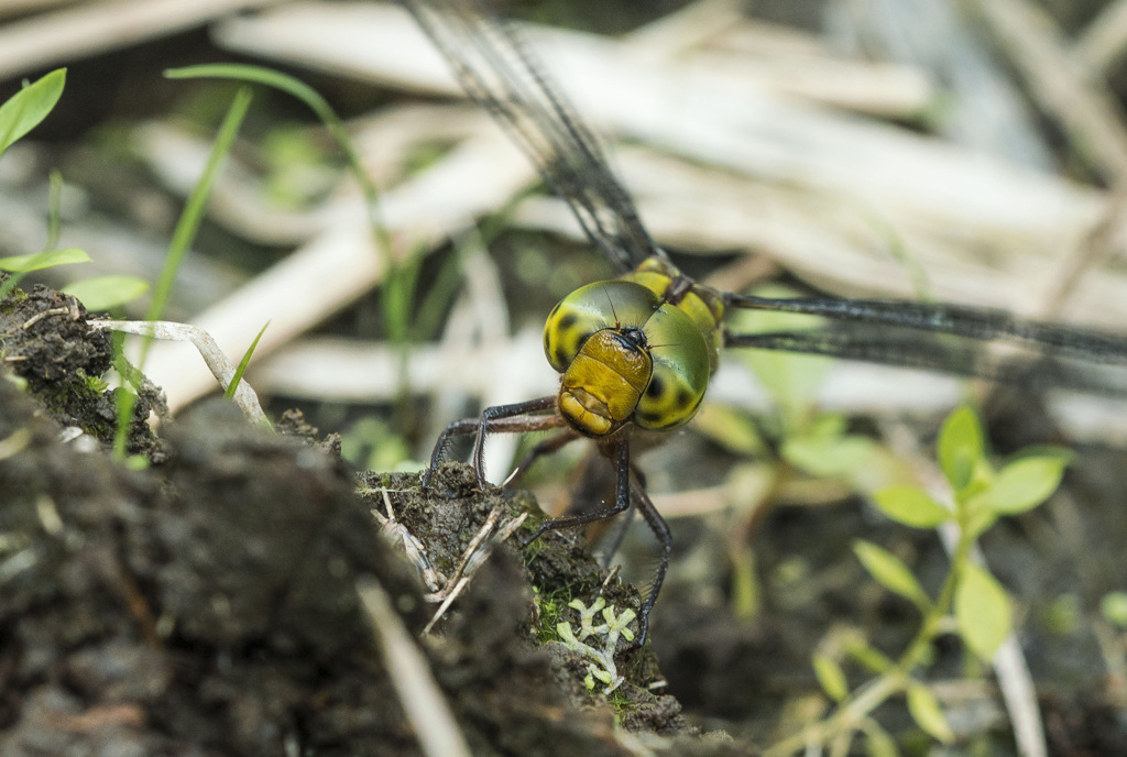 カトリヤンマ産卵-2　の複眼部分