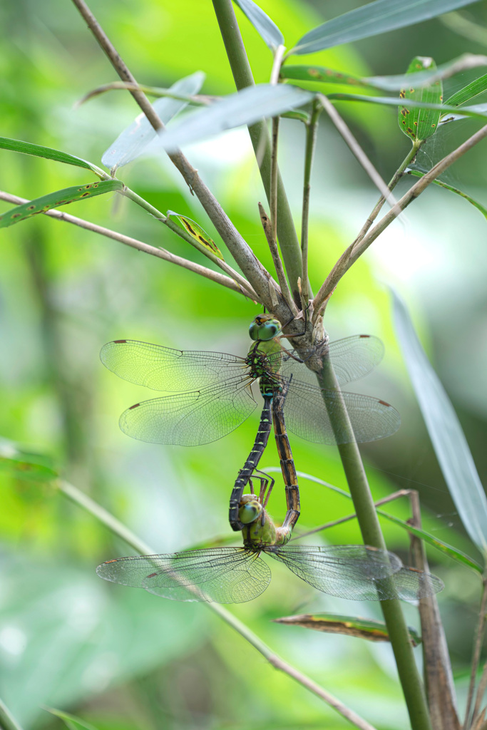 カトリヤンマ交尾態-1