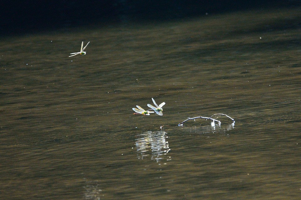 ギンヤンマ　タンデム　ちょいオジャマ虫