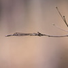 ホソミオツネントンボ（♂）-2