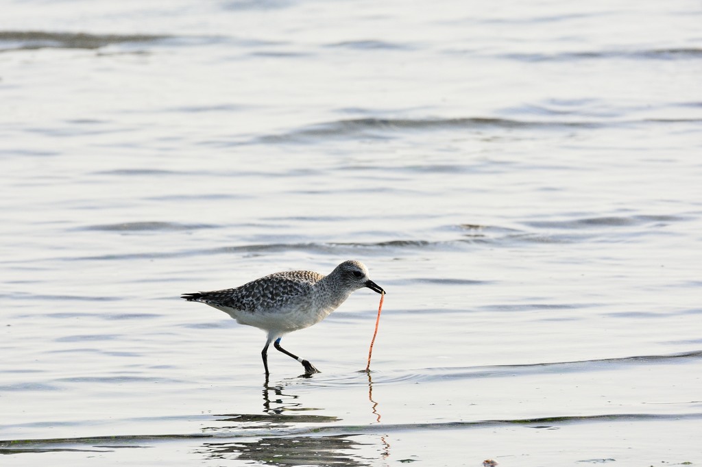 大物Get！　お見事
