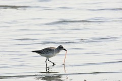 大物Get！　お見事