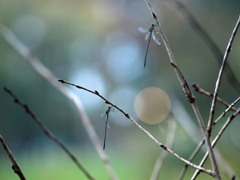 オオアオイトトンボ