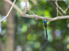 マルタンヤンマ ぶら下がり-2