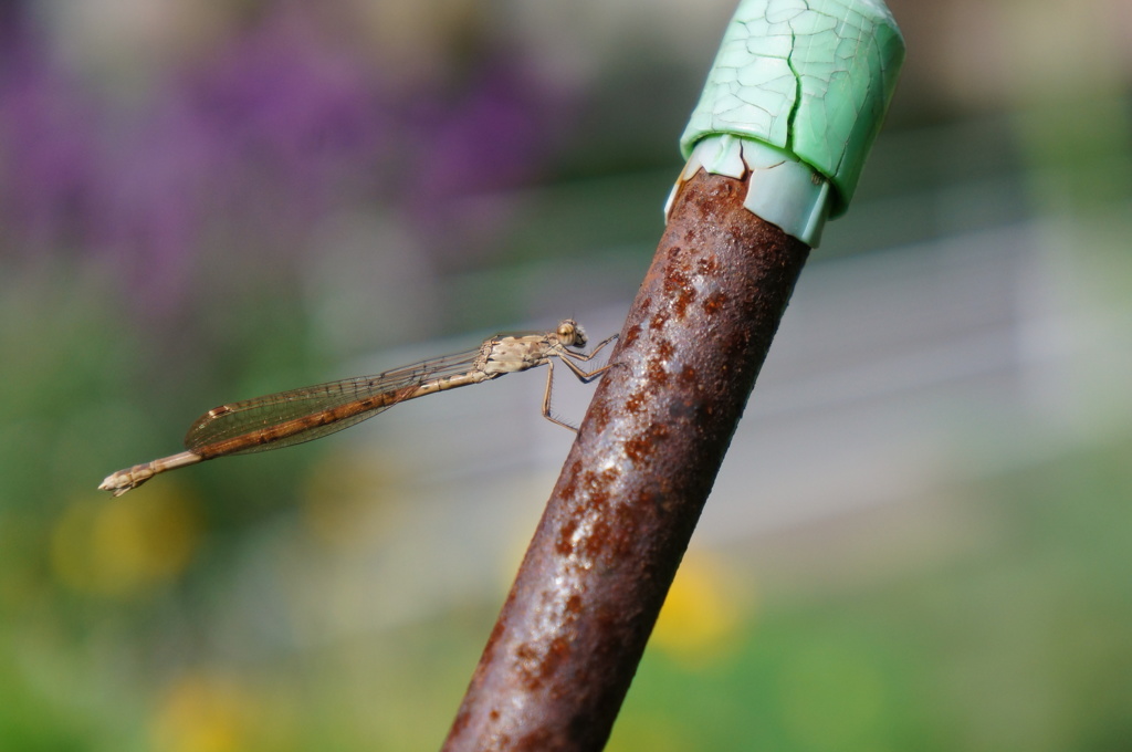 なぜ新宿区のとある団地花壇にホソミオツネンが？？