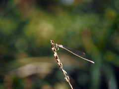 ホソミイトトンボ