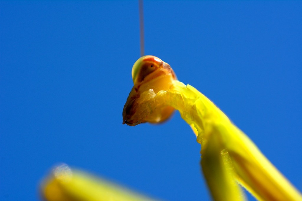 ハラビロカマキリ　幼虫