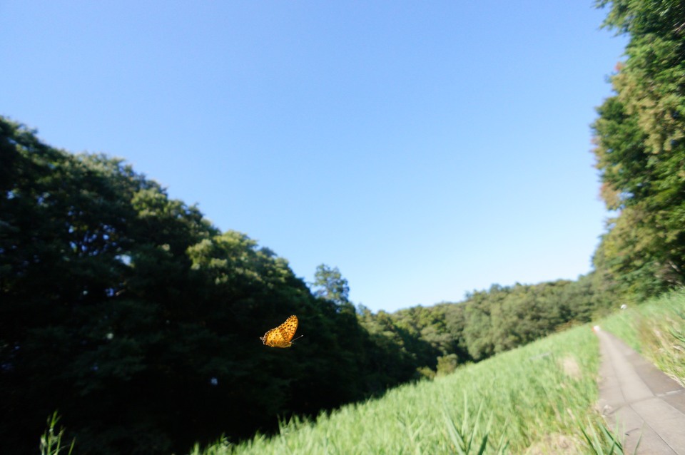 ツマグロヒョウモン　飛翔-1