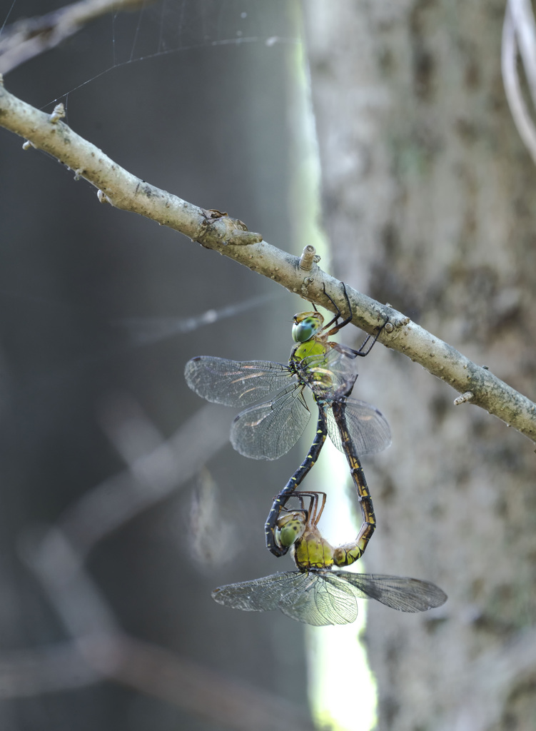 カトリヤンマ交尾態