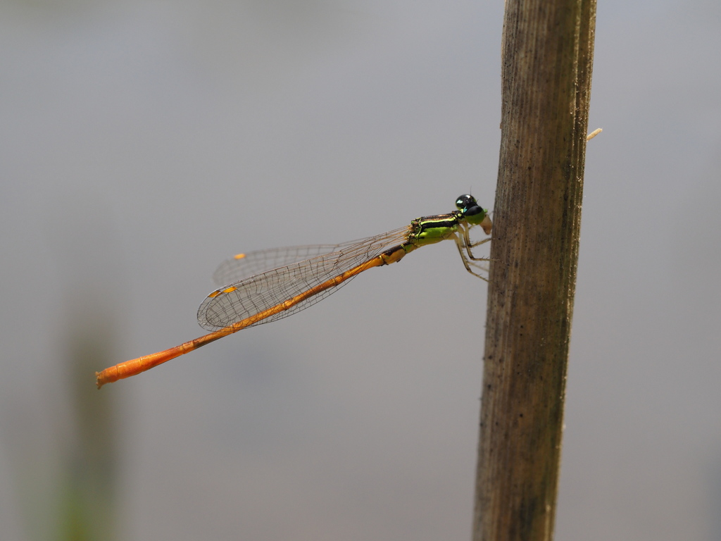 モートンイトトンボ