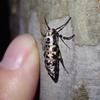チャバネフユエダシャクの♀