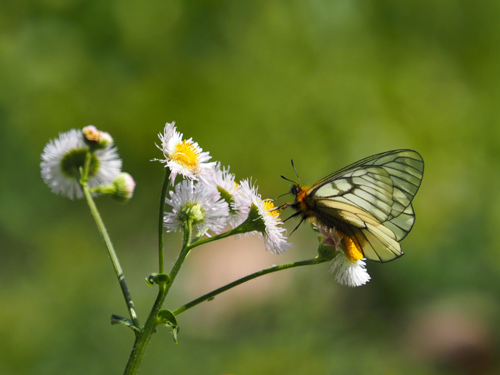 ウスバシロチョウ