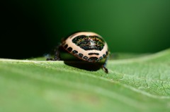 アカスジキンカメムシ　4齢幼虫