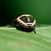 アカスジキンカメムシ　4齢幼虫