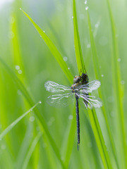 カトリヤンマ 羽化（♂）