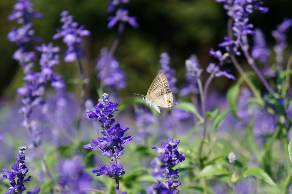 ウラナミシジミ　飛翔
