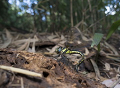 ネアカヨシヤンマ 産卵-2