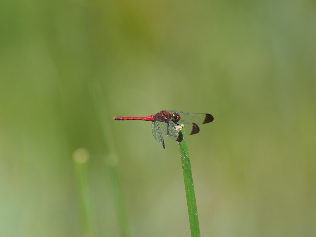 コノシメトンボ（♂）