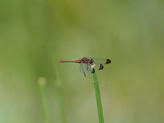 コノシメトンボ(♂)