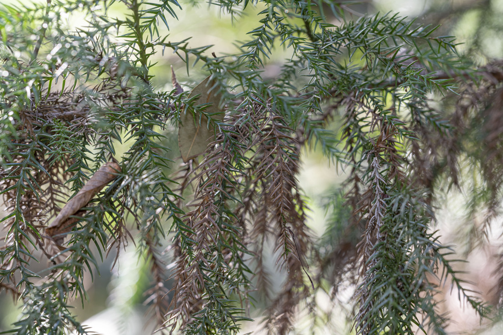 ホソミイトトンボ（♂）少し環境を入れての撮影