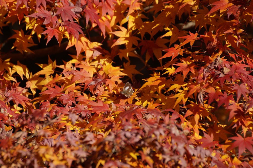 ウラギンシジミ（♀）