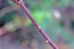 オオアオイトトンボ　産卵跡