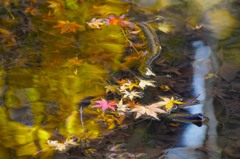 紅葉　静