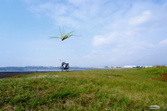 ショウリョウバッタ（♀）