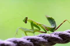 ハラビロカマキリ　幼虫