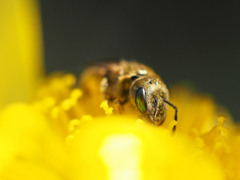 エメラルドグリーンの複眼