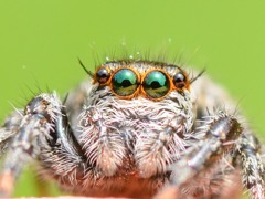 マミジロハエトリ