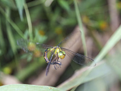 カトリヤンマ 産卵後のクリーニング-4