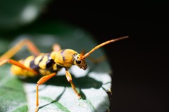 ヨツスジトラカミキリ