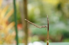 ホソミオツネントンボ　なぜ腹部を上げる？