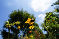 キムネクマバチ(♀)