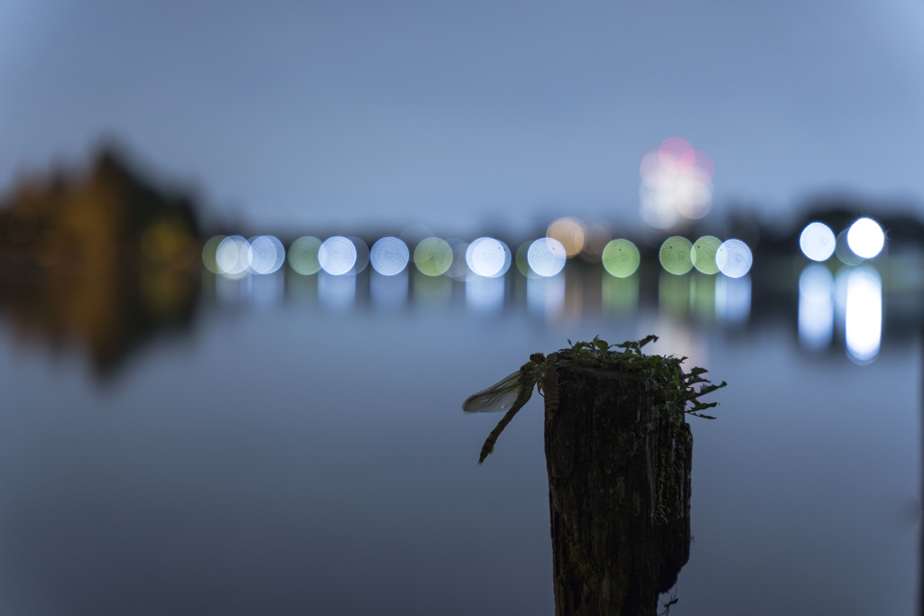 ウチワヤンマ羽化-3