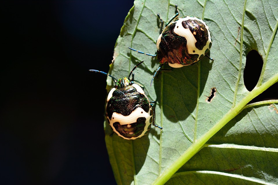 アカスジキンカメムシ　再び　5齢幼虫